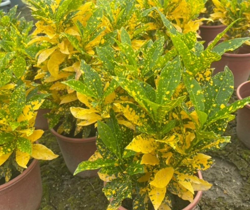 觀葉植物養護 觀葉植物養護