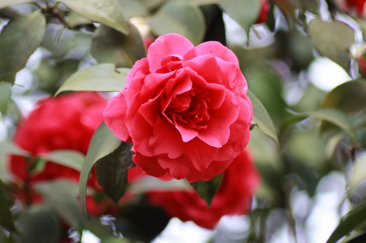 山茶花種子發芽技巧