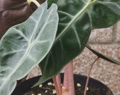 粉龍觀音蓮病害