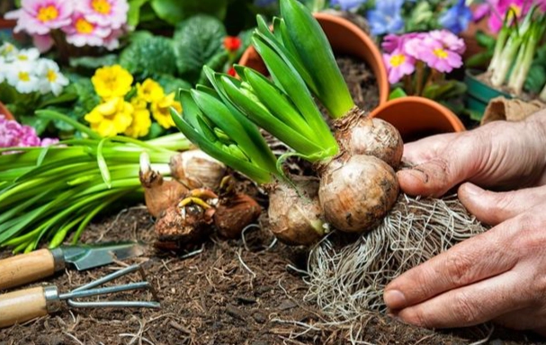 鬱金香種植方法