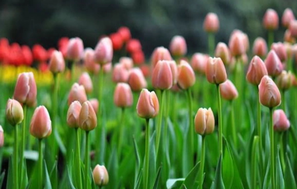 鬱金香發芽問題