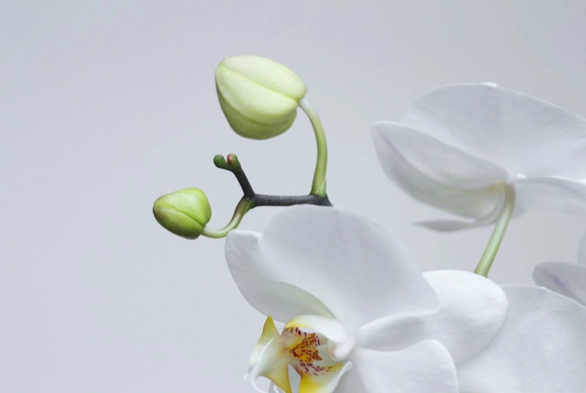 蘭花澆水頻率 蘭花澆水頻率