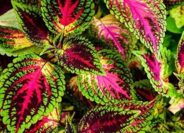 彩葉草顏色恢復