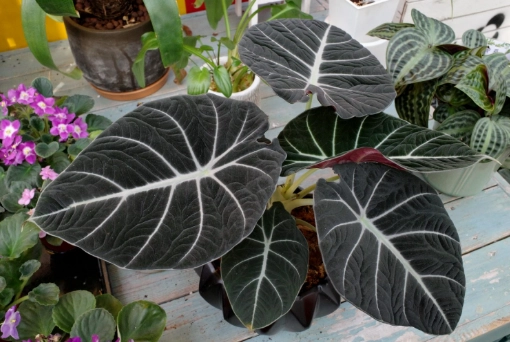 觀音蓮開花條件