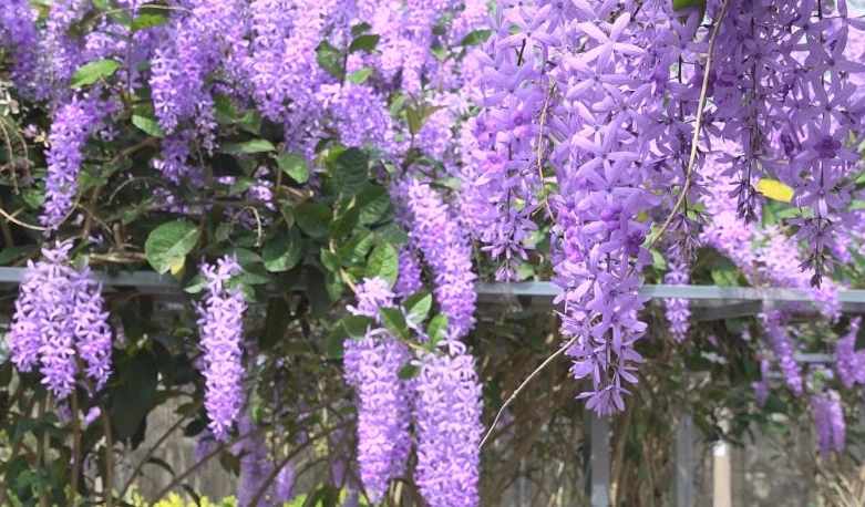 許願藤种植 許願藤种植