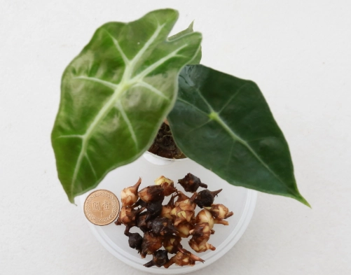 觀音蓮種植方法