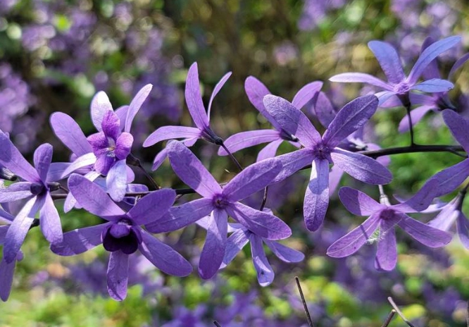 錫葉藤毒性 錫葉藤毒性