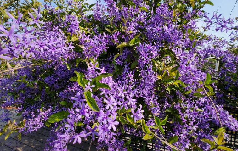 許願藤栽培技巧 許願藤栽培技巧