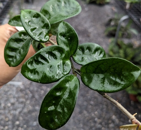 特殊植物品種 特殊植物品種