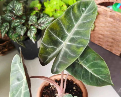 粉龍觀音蓮病害