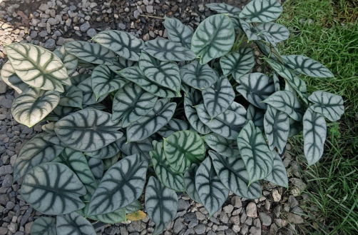 黑龍觀音蓮養護