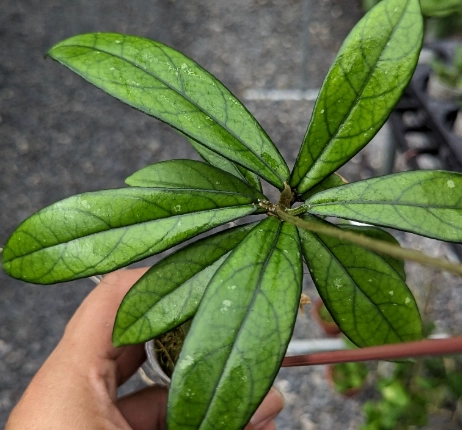觀葉植物養護 觀葉植物養護