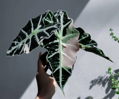 大仙女觀音蓮 種植