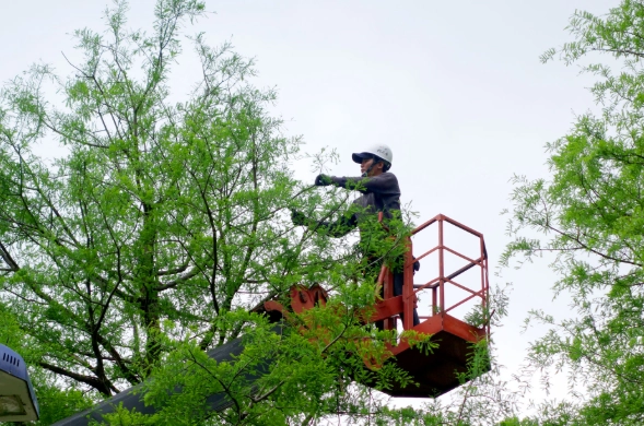 園藝修剪方法 園藝修剪方法