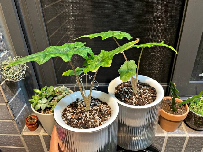 傑克林垂頭治療