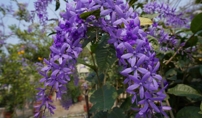 錫葉藤毒性 錫葉藤毒性