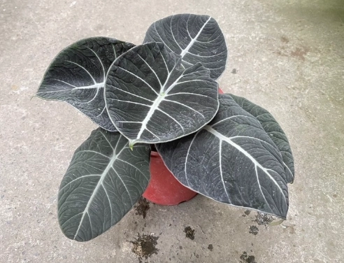 黑絲絨觀音蓮照顧