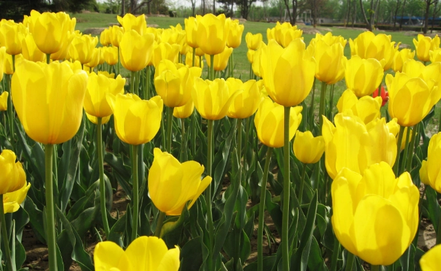 鬱金香開花時間