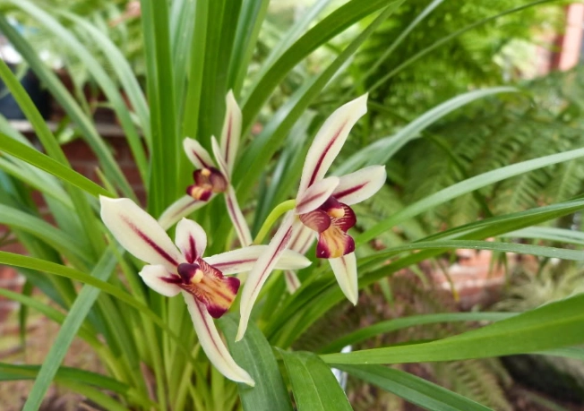 蘭花樹皮發霉處理 蘭花樹皮發霉處理