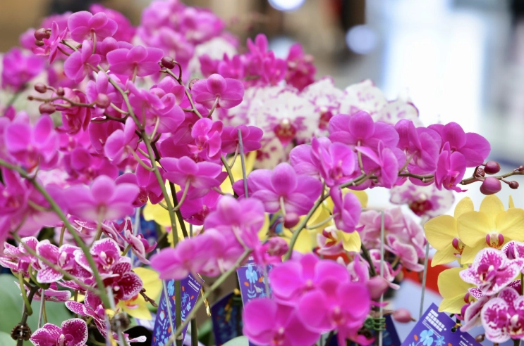 蘭花換盆後澆水