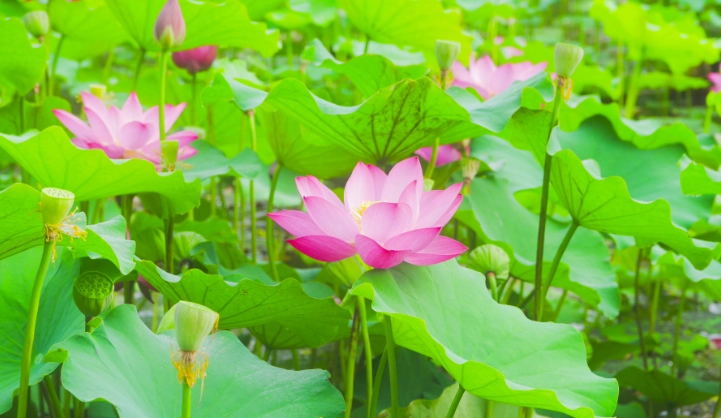 荷花種子發芽技巧