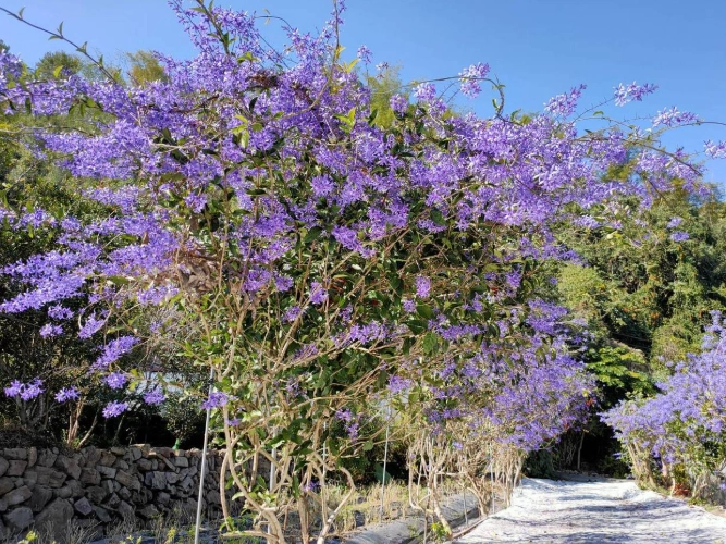 錫葉藤种子发芽 錫葉藤种子发芽