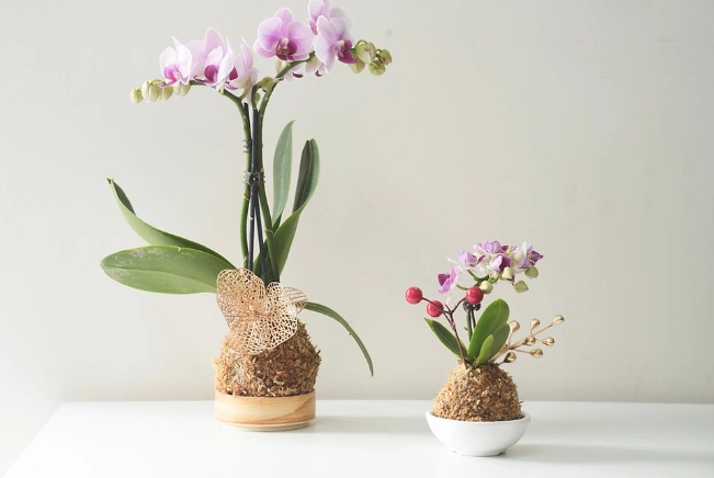 蘭花澆水頻率 蘭花澆水頻率