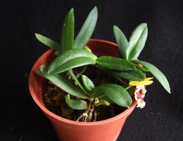 蘭花養護技巧 蘭花養護技巧