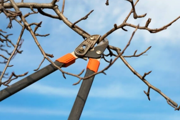 樹木修剪方法 樹木修剪方法