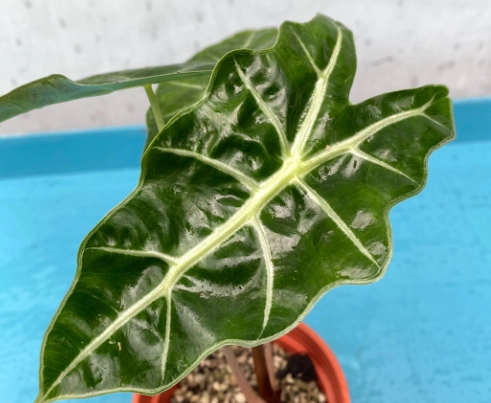 大仙女觀音蓮 養護