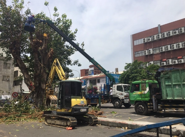 植物整形修剪 植物整形修剪