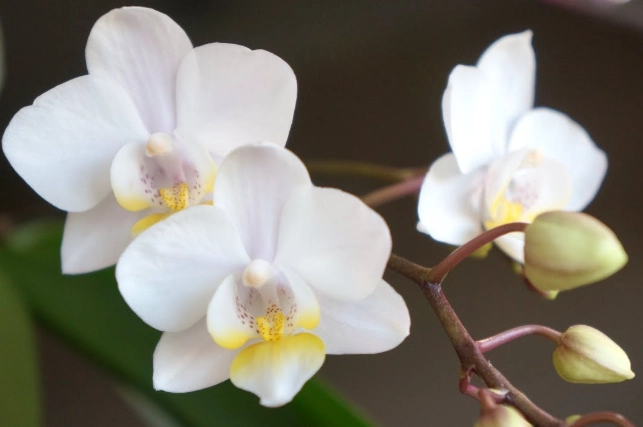 蘭花發霉原因 蘭花發霉原因