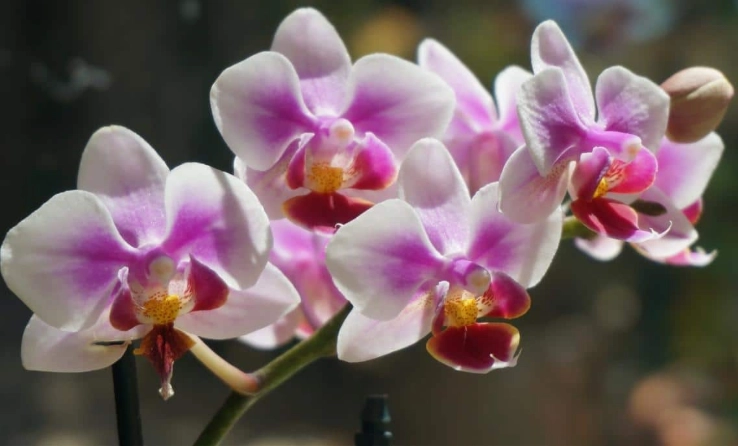 蘭花樹皮發霉處理 蘭花樹皮發霉處理