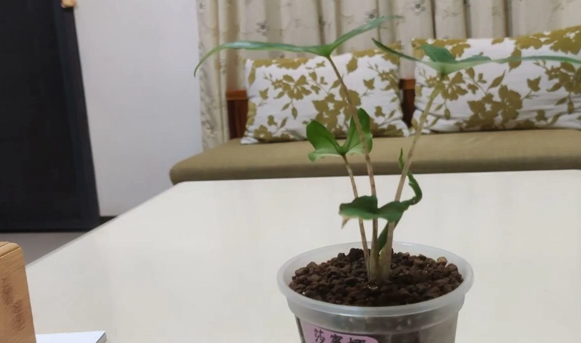 觀音蓮養護方法