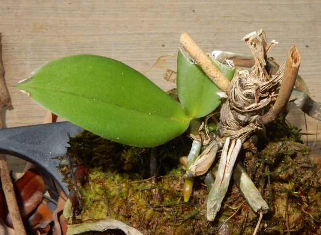 蝴蝶蘭側芽分株時機