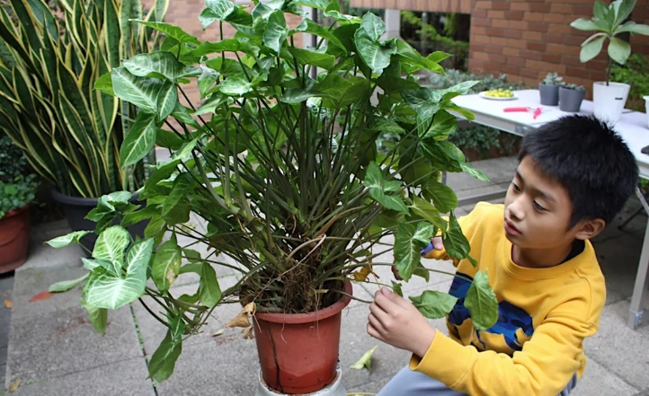 觀葉植物修剪方法 觀葉植物修剪方法