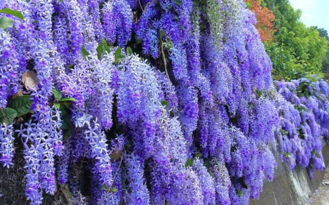 錫葉藤安全種植 錫葉藤安全種植