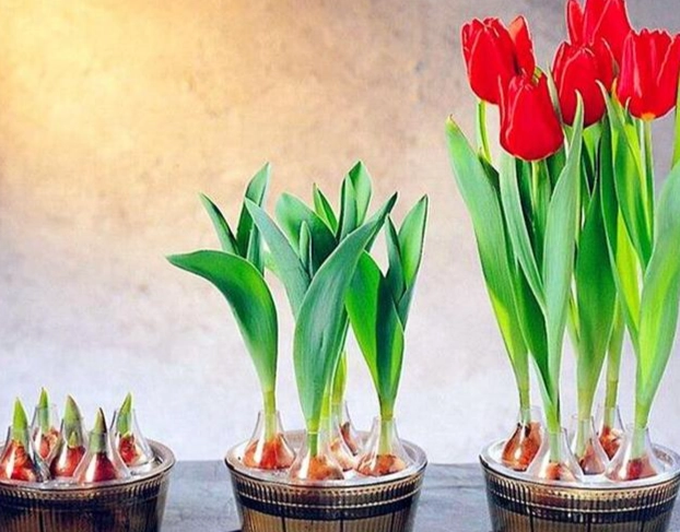 鬱金香種植方法