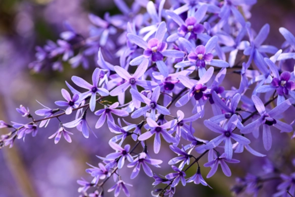 許願藤种植 許願藤种植