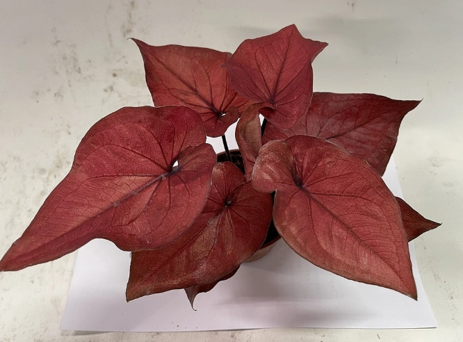 彩葉芋爛根治療