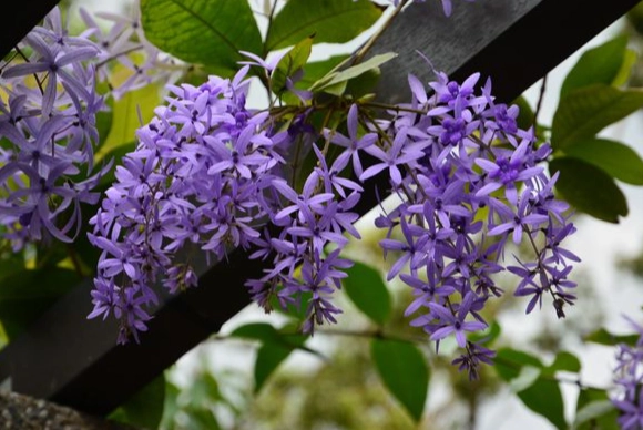 錫葉藤安全種植 錫葉藤安全種植