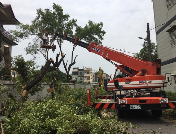 植物整形修剪 植物整形修剪