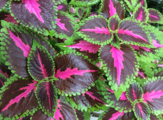 彩葉草養護技巧