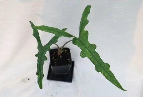 莎賓娜觀音蓮種植