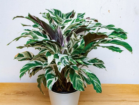 觀葉植物養護