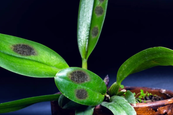 蘭花黃葉處理方法