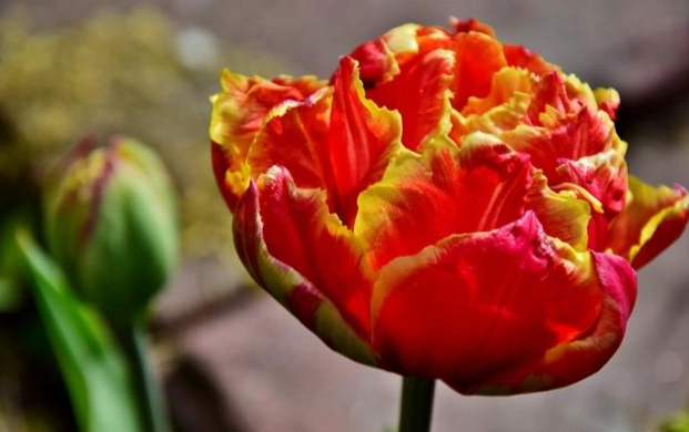 鬱金香發芽問題