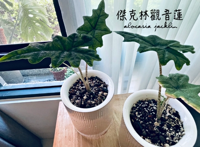 傑克林垂頭治療