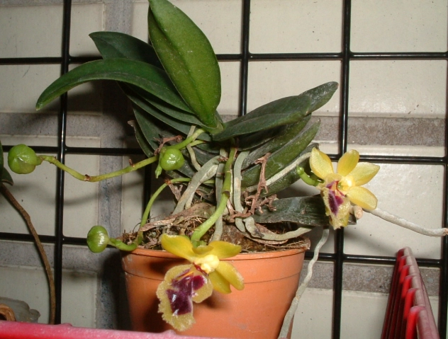 蘭花養護技巧 蘭花養護技巧