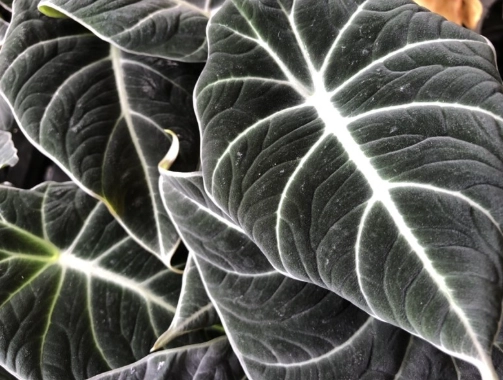 觀音蓮開花條件